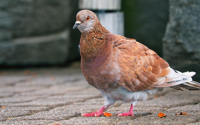 한국장애인개발원 이러닝센터 완벽 가이드 알아보기 관련 이미지 1